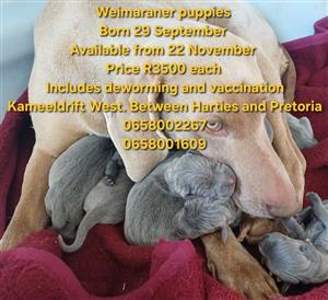 Weimaraner puppies