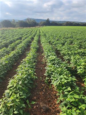 Farm For Sale in Magaliesburg