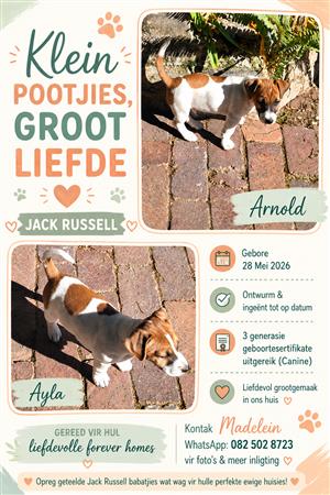 Opreg Geteelde Jack Russell Hondjies