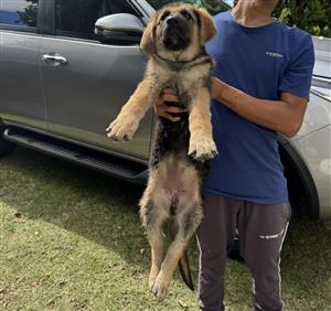 German Shepherd Puppy 