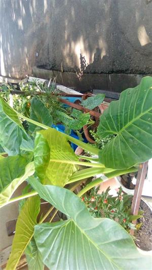 Indoor flowering plants