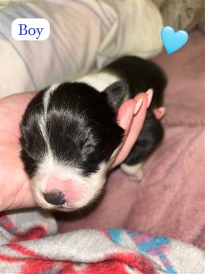 Border Collie puppies
