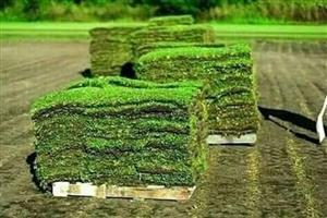 LM grass and kikuyu grass at good prices