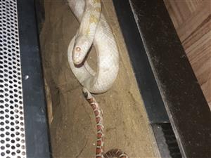 Snow corn snake 