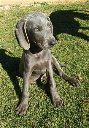 Weimaraner puppy