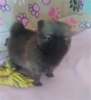  Beautiful Toypom puppies