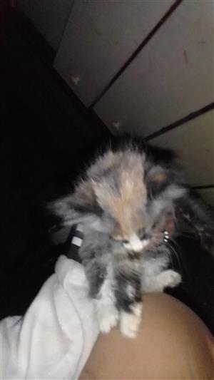 Maine Coons Baby cats up for sale 