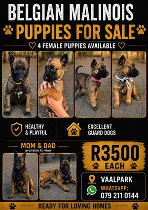 Belgium Malinois Puppies For Sale