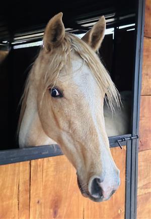 Palomino Partbred Arabian Colt