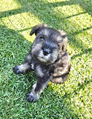 Miniature Schnauzers 