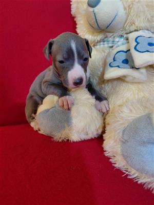 Italian greyhound female