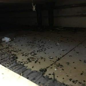 Pest control ,cleaning ,rat  control ,deep cleaning , sanitisation , disinfection