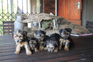 Yorshire Terrier Traditional Black and Tan 