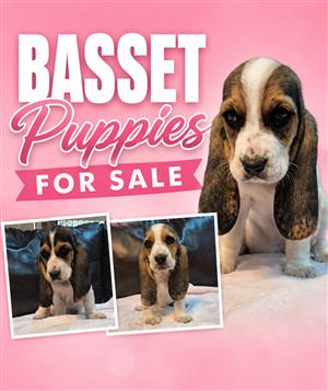 Basset puppies for sale 