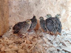 Jumbo Coturnix Quail Female