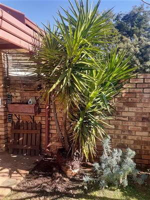 YUCCA PLANT FOR SALE!