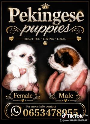 Pure bred Pekingese puppies 
