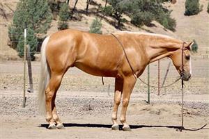 "Charlie" Palomino Gelding Quarter Horse
