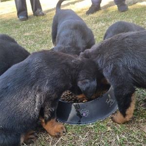 Large breed Dobermann pups