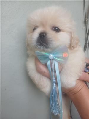 Pekingese puppies 