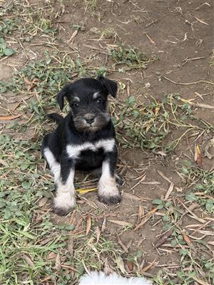 Miniature Schnauzer Puppie