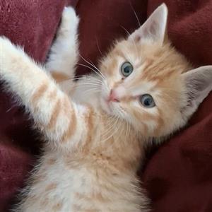 Includes Vaccinations, Sterilisation, Microchip, Deworming. Come meet Felix!