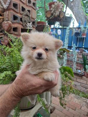 Pomeranian cream female puppy 