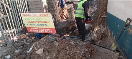 Tree felling in Port Elizabeth -Knowle Tree services 