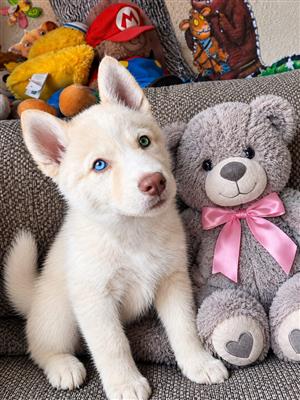2x Female Siberian Huskies 