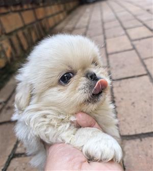 Pekingese puppies