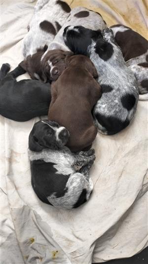 German shorthaired pointers 