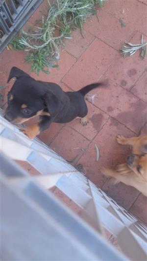 Cheeky miniature Doberman x puppies