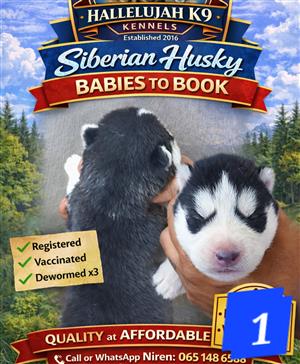 Registered Siberian Husky puppies 