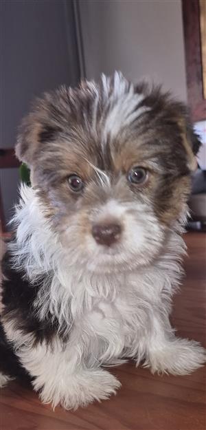 Yorkshire terrier male puppy