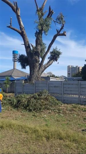 Tree Felling and Removal services