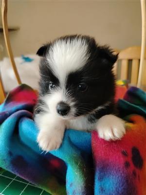 Yorkie x. Pom tiny pups