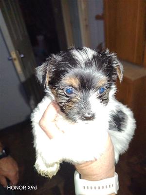 Yorkie puppies for sale 