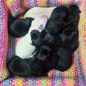 Labrador puppies