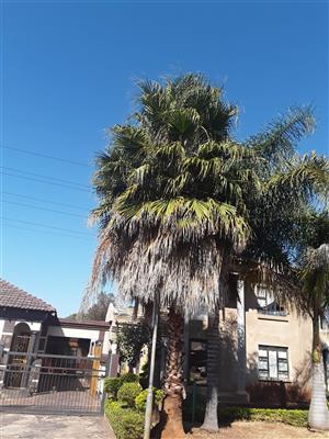 Washingtonian Palm tree for sale 
