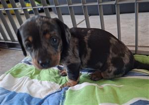 Miniature Dachshunds