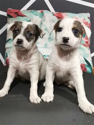 LOVELY JACK RUSSELL PUPPIES 