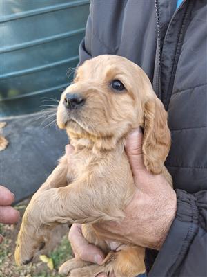 Golden Cocker Spaniel Pups