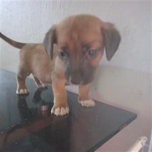 Short legged dachund puppies