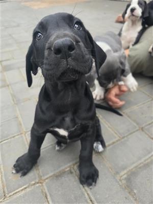 Great Dane Puppy