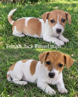 Jack Russell puppies