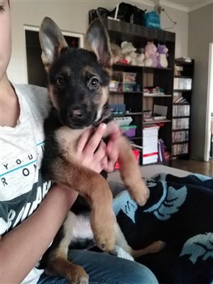 German Shepherd In Pets In Western Cape Junk Mail
