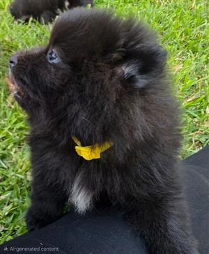 Beautiful miniature Toypom puppies available