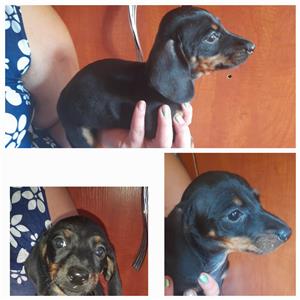 Miniature dachshund puppies for sale 