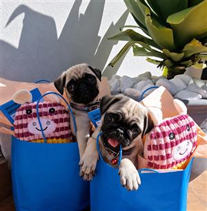 PUG PUPPIES!