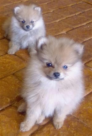 Tiny Toy Pomeranian Female Puppies